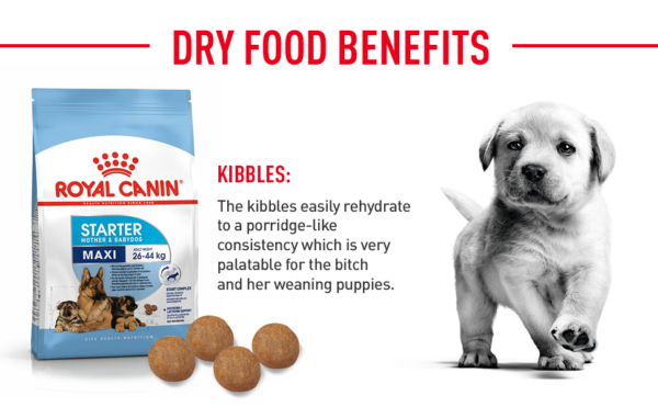 Royal Canin Maxi Starter - 15KG - Image 2