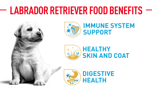 Royal Canin Labrador Retriever Puppy Food - 3KG - Image 5