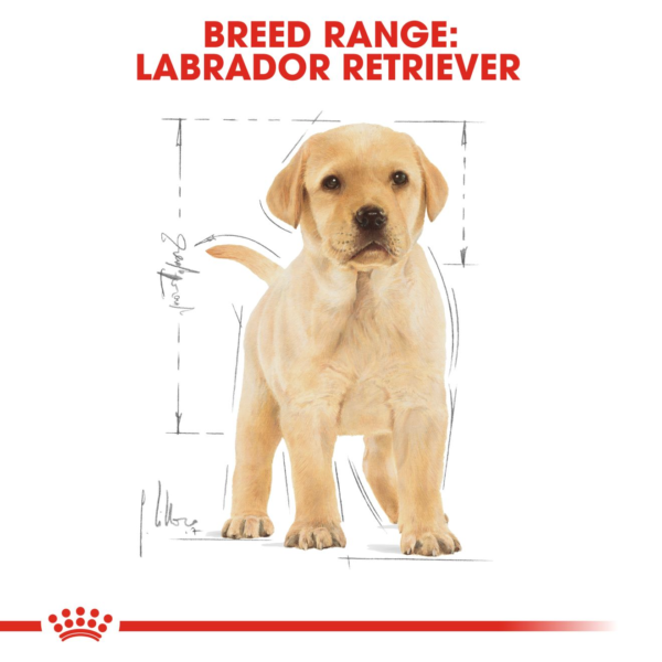 Royal Canin Labrador Retriever Puppy Food - 3KG - Image 3